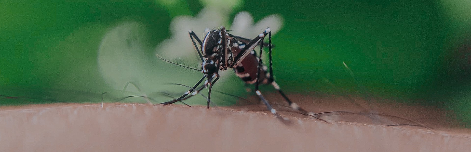 Faut-il tuer tous les moustiques ?