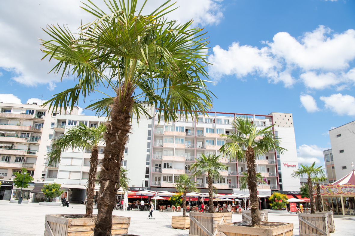 15 palmiers pour une ambiance estivale place de la République Ville de Limoges 15 palmiers pour une ambiance estivale place de la République Ville de Limoges