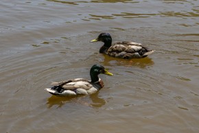 Canards au parc animalier de l'Aurence