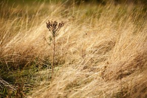 sécheresse dans une prairie