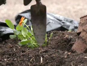 À Limoges, on plante des légumes dans les espaces verts.