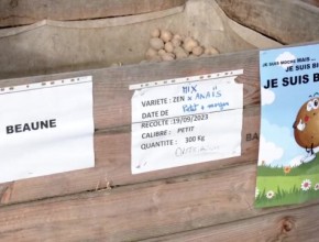 Limoges, ville nourricière : distribution de pommes de terre