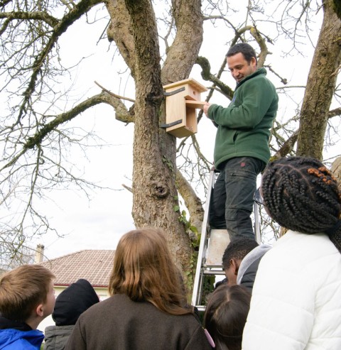 Du haut de son échelle, Benoît explique aux jeunes élus qu’il faut plutôt utiliser des sangles pour fixer les nichoirs plutôt que de les clouer aux arbres pour ne pas abîmer les troncs.