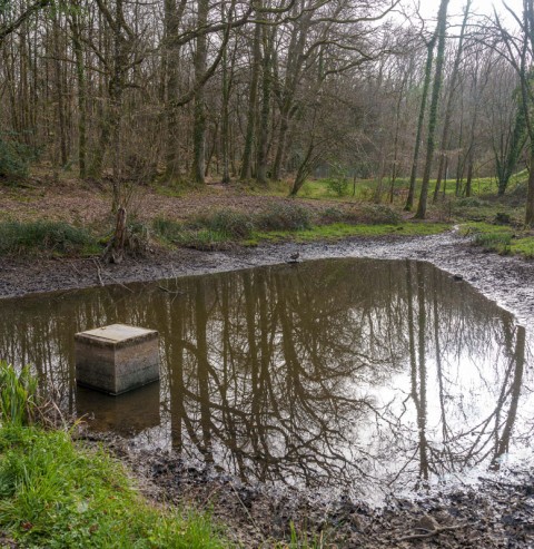 La Ville agit pour protéger la biodiversité