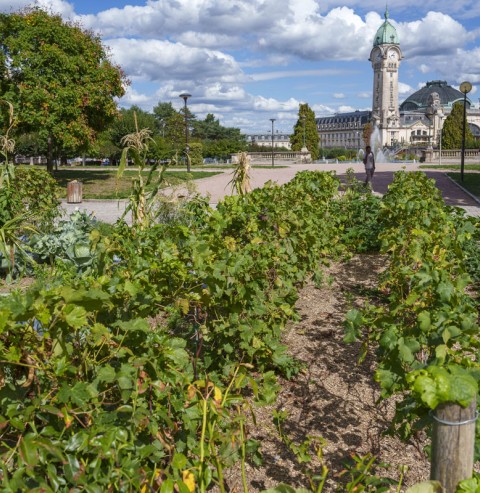 Vigne au Champ de Juillet