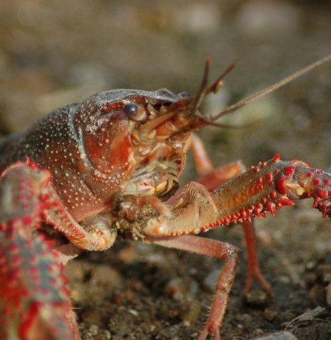 Un écrevisse de Louisiane, espèce exotique envahissante