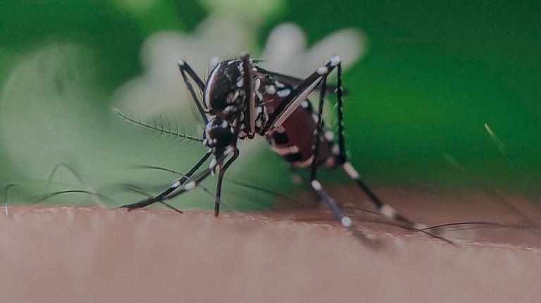 Achetez en ligne des protections anti-moustiques sur mesure