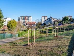 Plusieurs vergers sont prévus dans le parc, dont un du côté de la rue de Sainte-Anne où un accès a été créé par un escalier au regard du dénivelé. 
