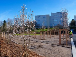 De nombreux arbres et fruitiers ont été plantés dans le parc, ici à l’emplacement du futur espace de détente et pique-nique. 